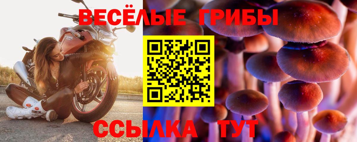 Тара  Псилоцибиновые грибы прущие грибы  Вход с VPN 